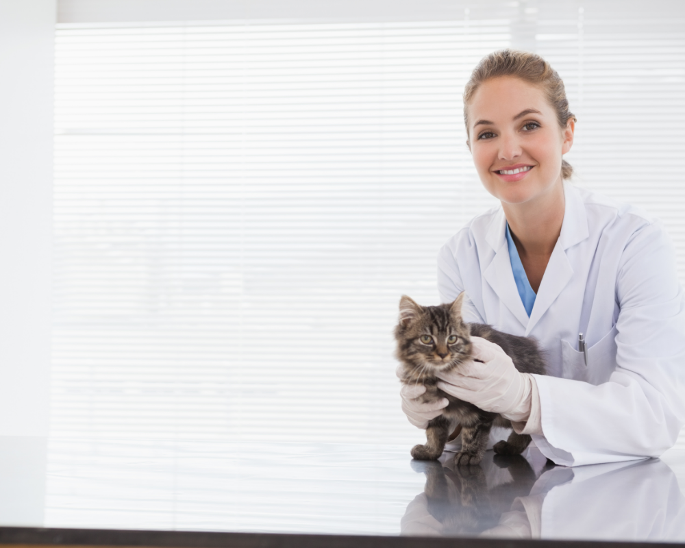 Training as a vet? Here’s what you need to know William Clarence